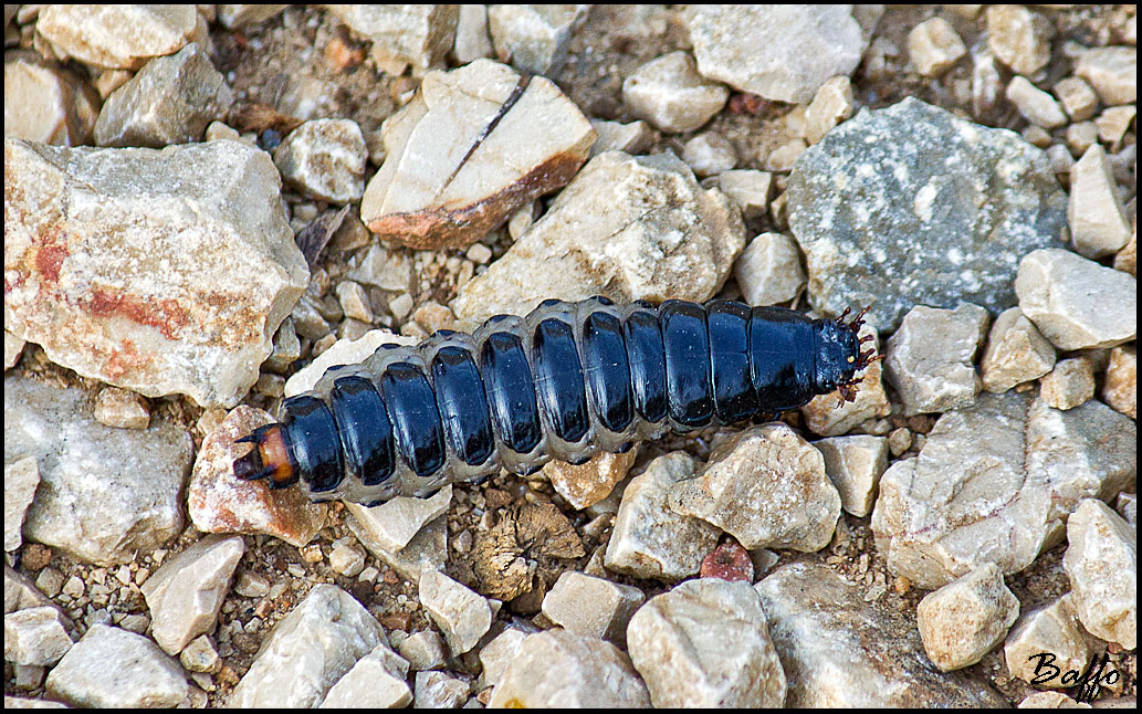 Larva di Calosoma sycophanta dalla Croazia